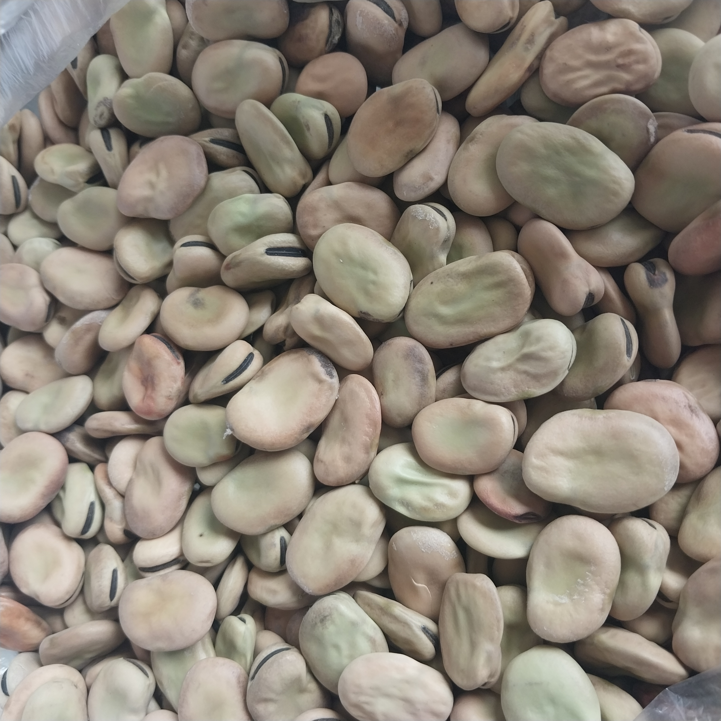 باقلا خشک درشت